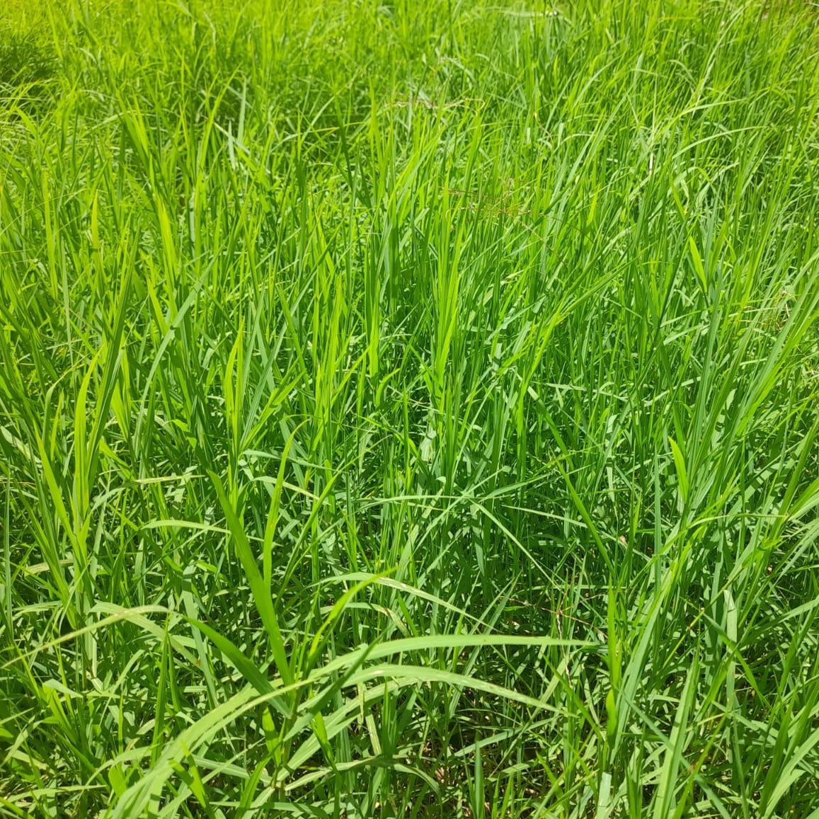 Semilla Gaucho Estrella