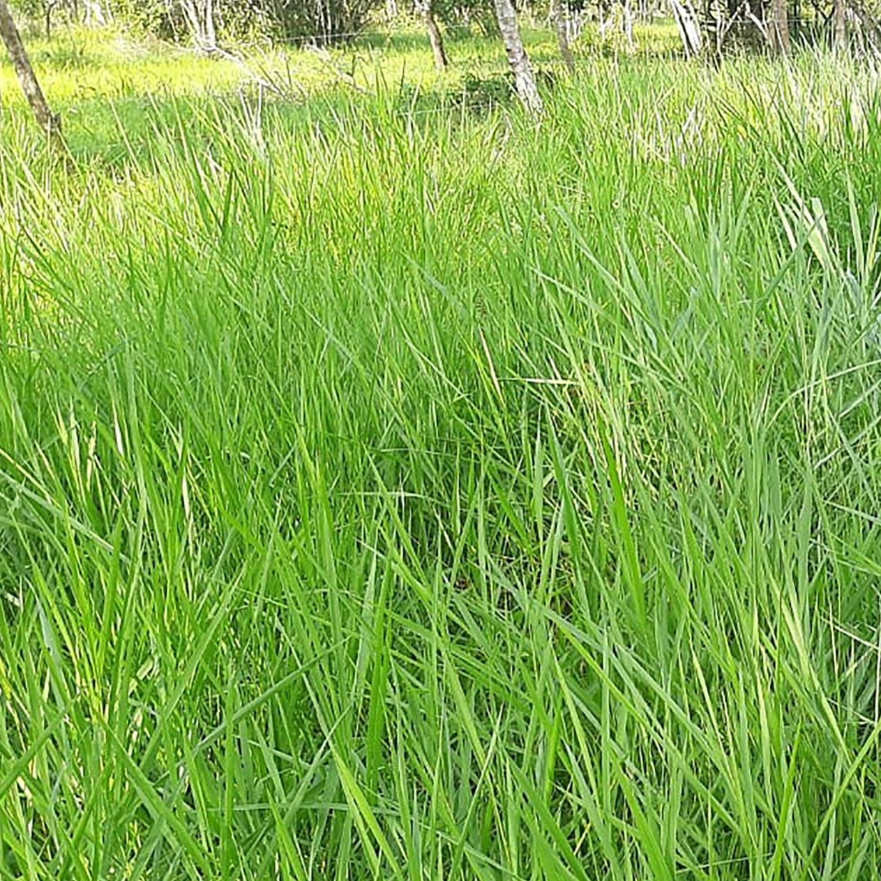 Semilla Paiaguas