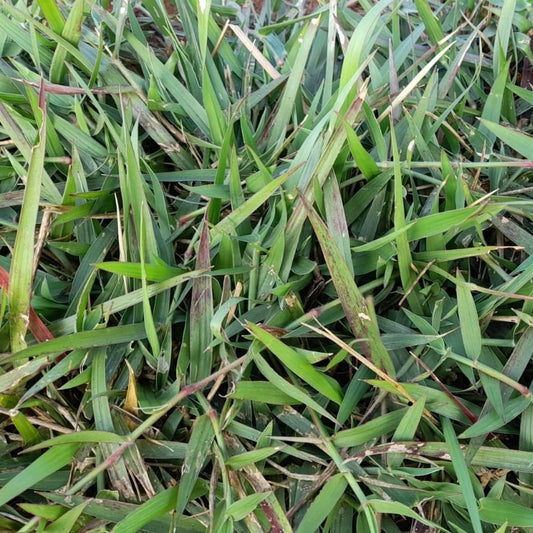 Semilla Dictyoneura