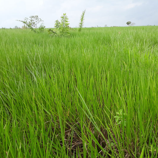 Semilla Humidícola